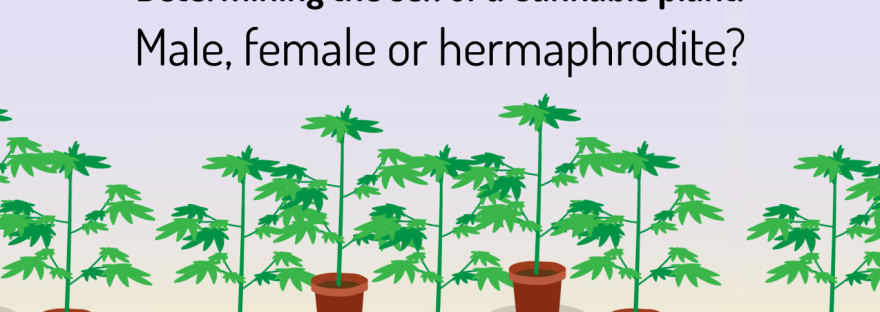 Understanding male, female and hermaphroditic cannabis