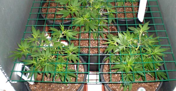 A complete review of cannabis growing indoors