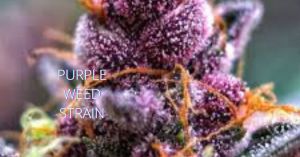 Purple_ Hurricane_ Weed_ Strain_ Information